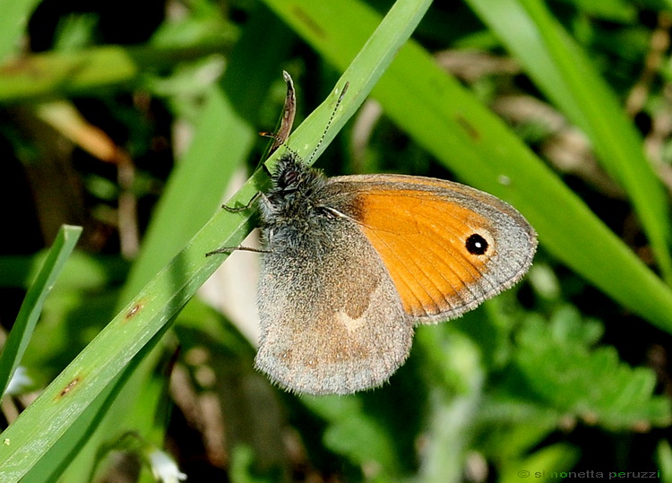 Lepidoptera del Chianti